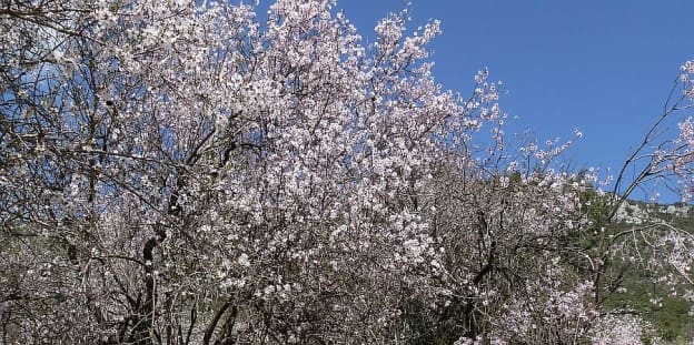 Mandelblüte in der Türkei