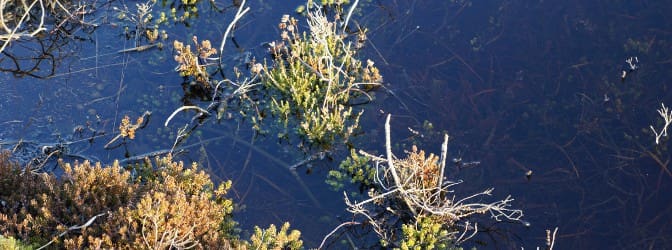 Wasserpflanzen im Winter