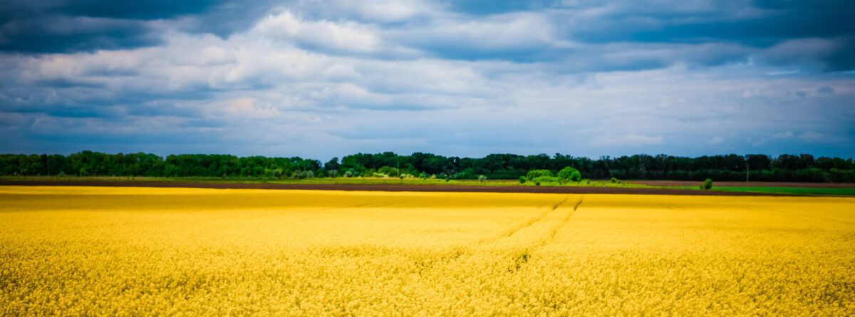 Blauer Himmer, gelbes Feld, Landschaft in den ukrainischen Landesfarben